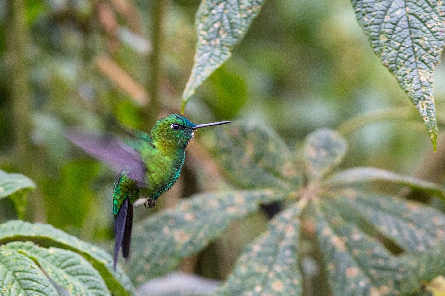 Blaustirn-Schneehöschen