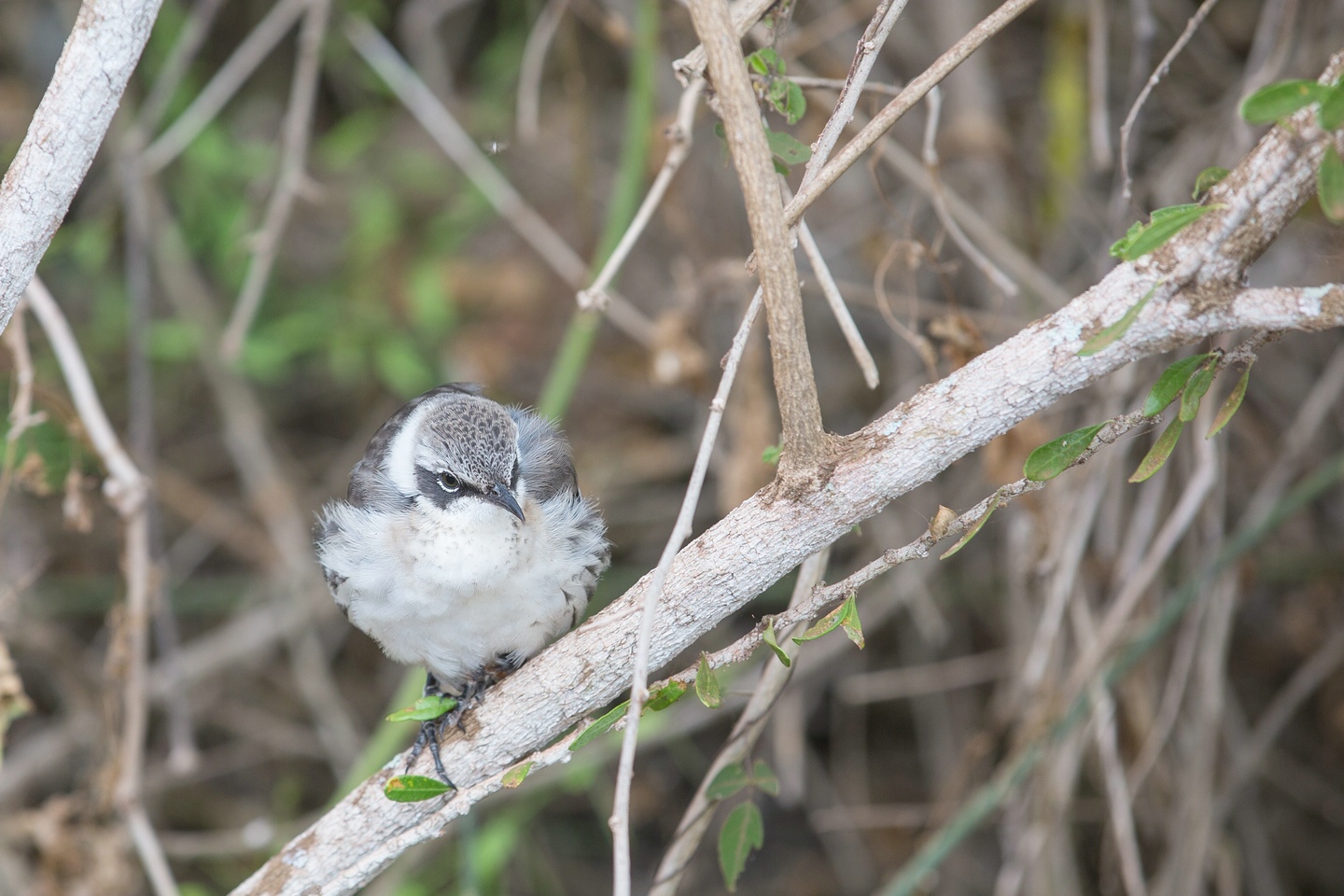 Galapagosspottdrossel