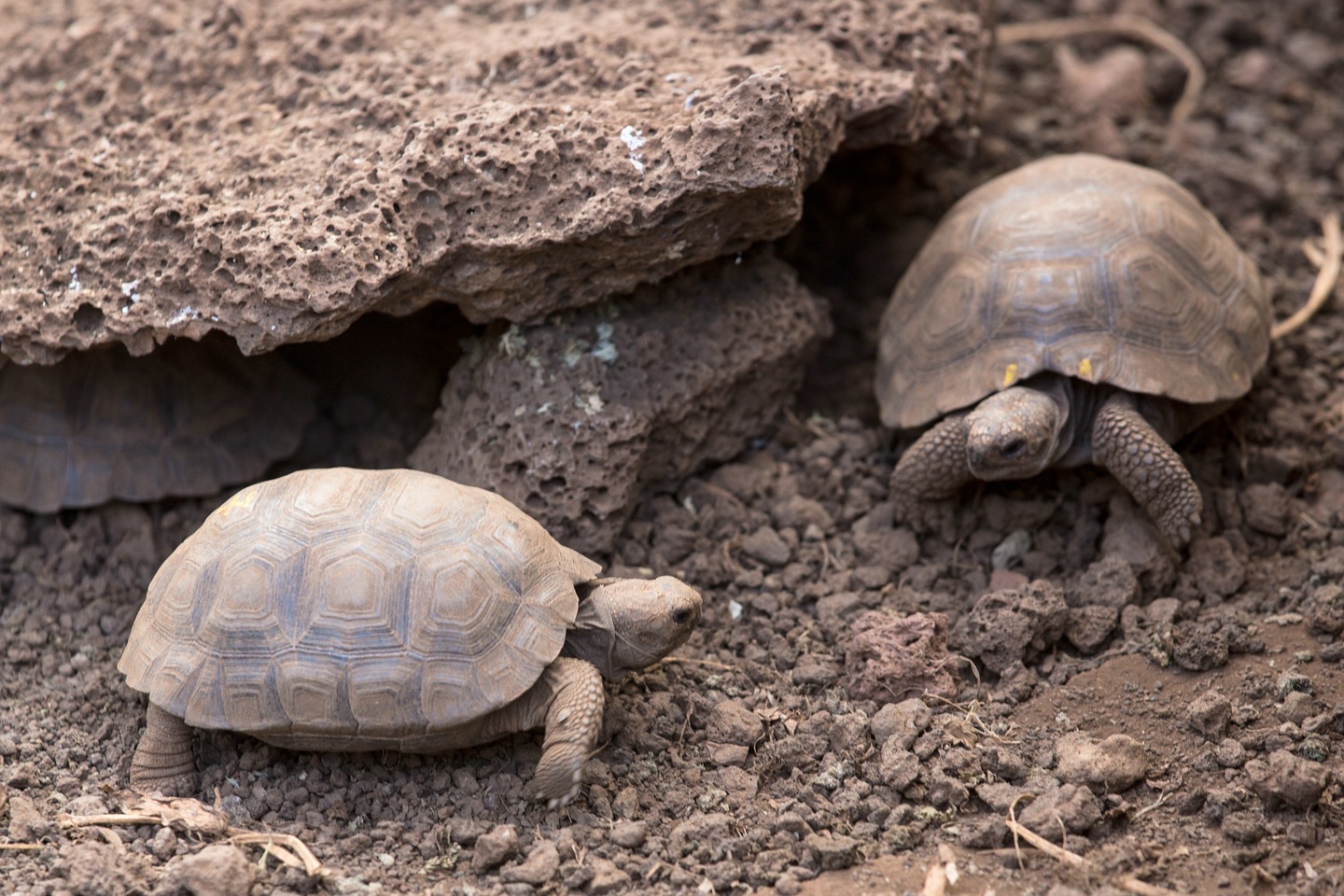 Santiago-Riesenschildkröte