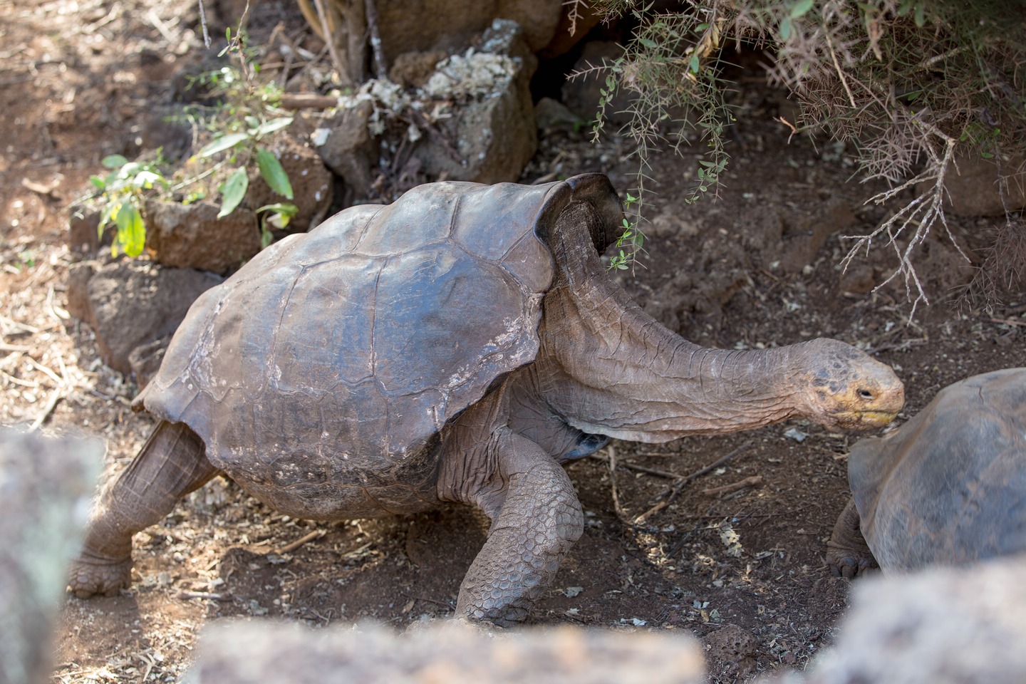 Espanola-Riesenschildkröte