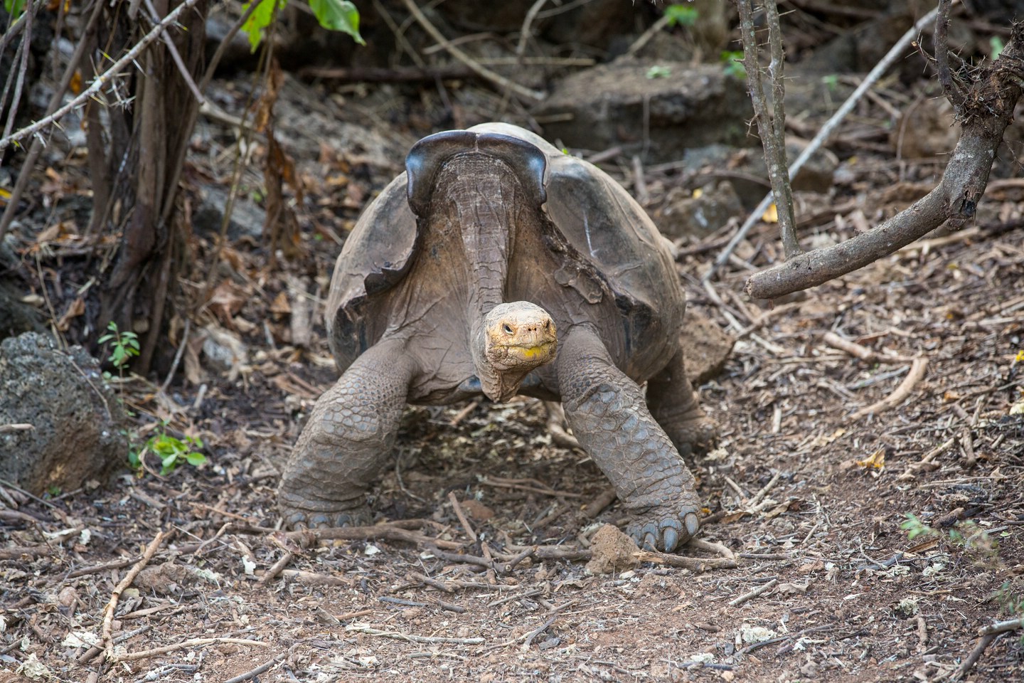 Espanola-Riesenschildkröte