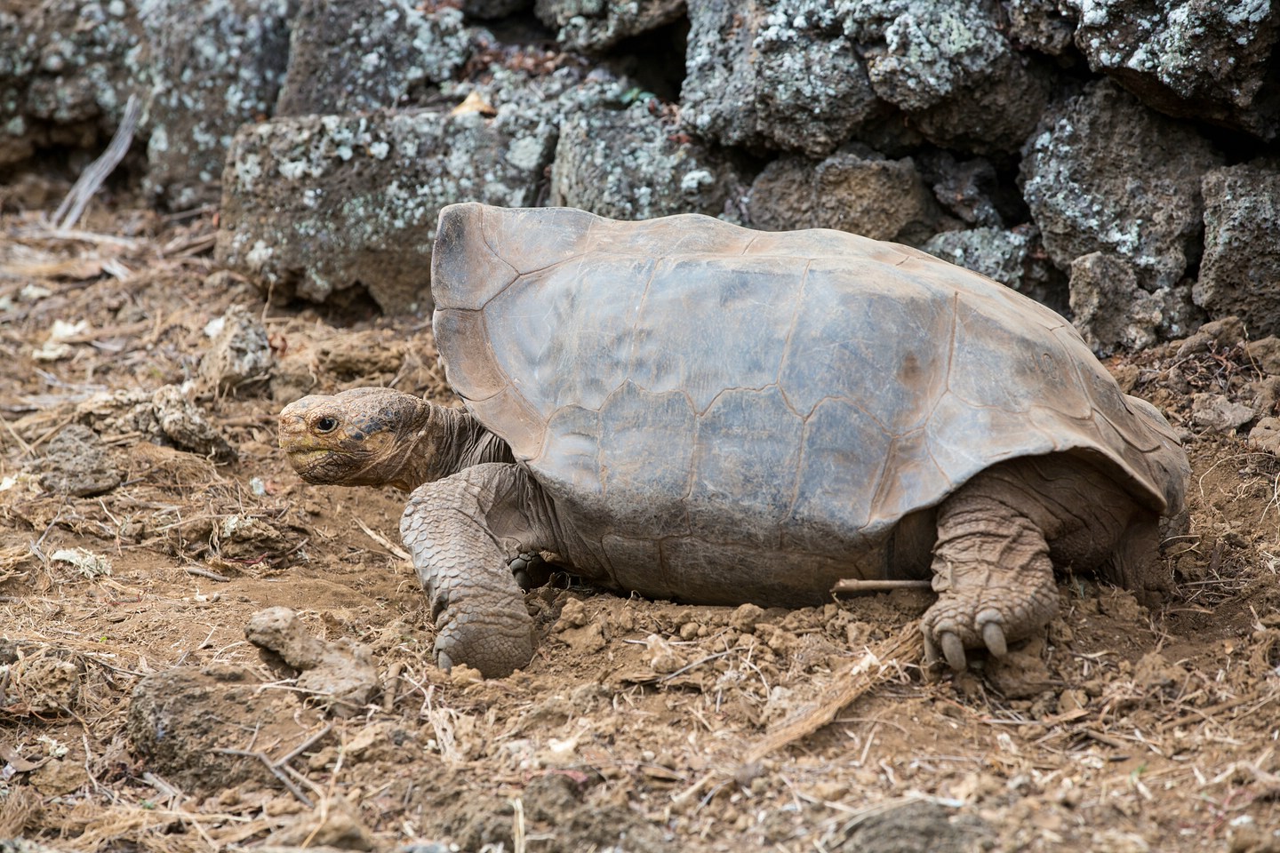Espanola-Riesenschildkröte