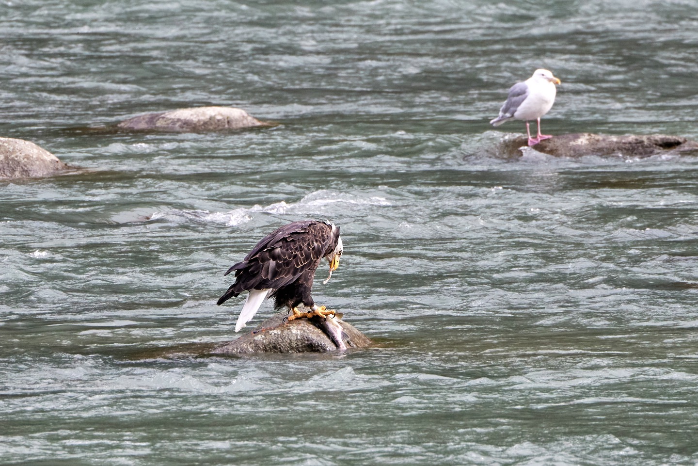 Weißkopfseeadler