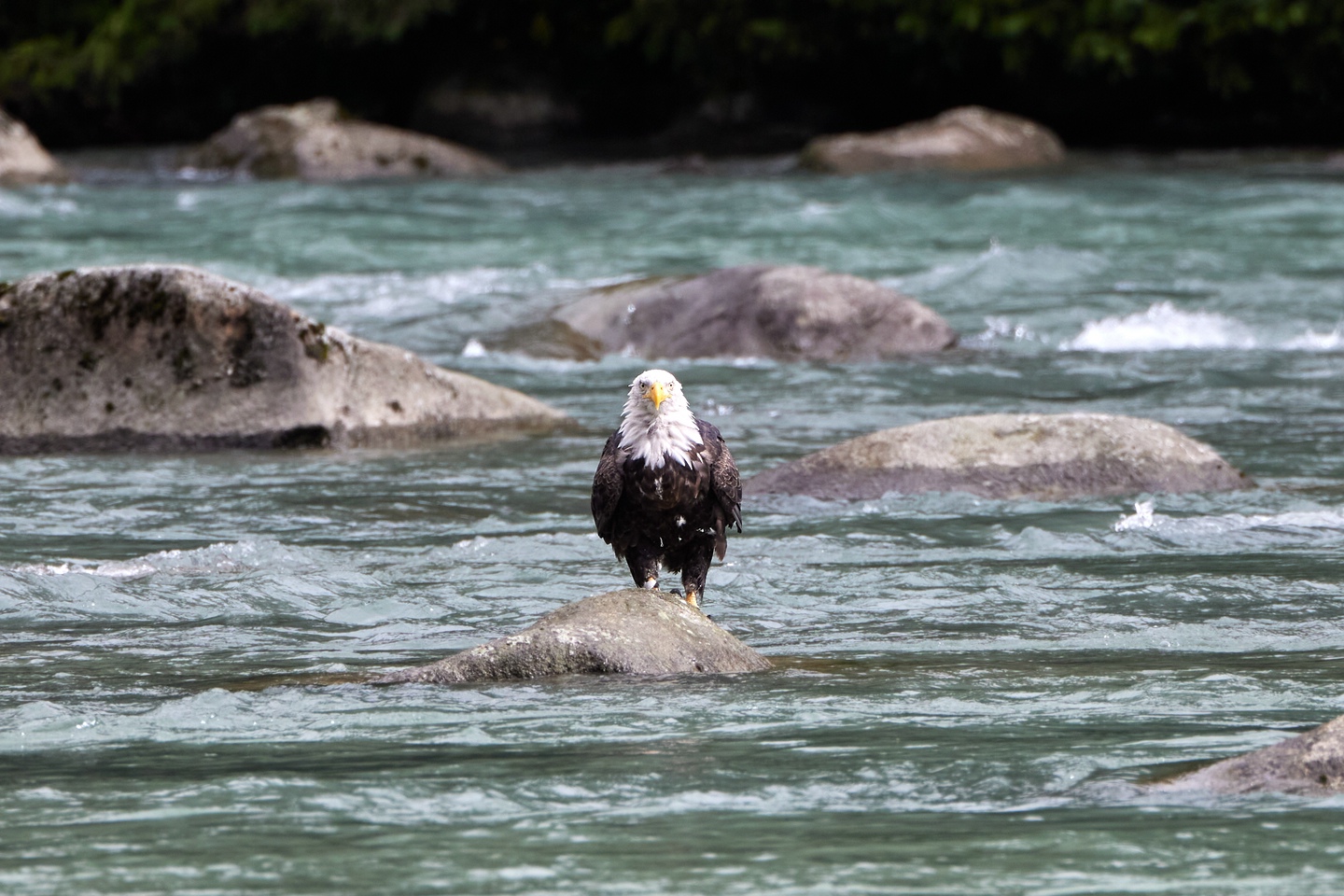 Weißkopfseeadler