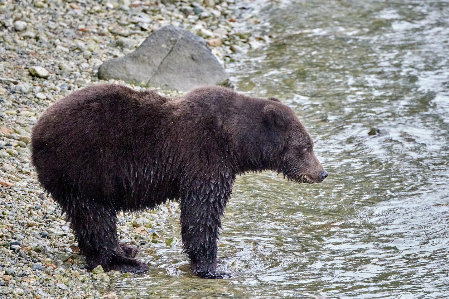 Grizzlybär