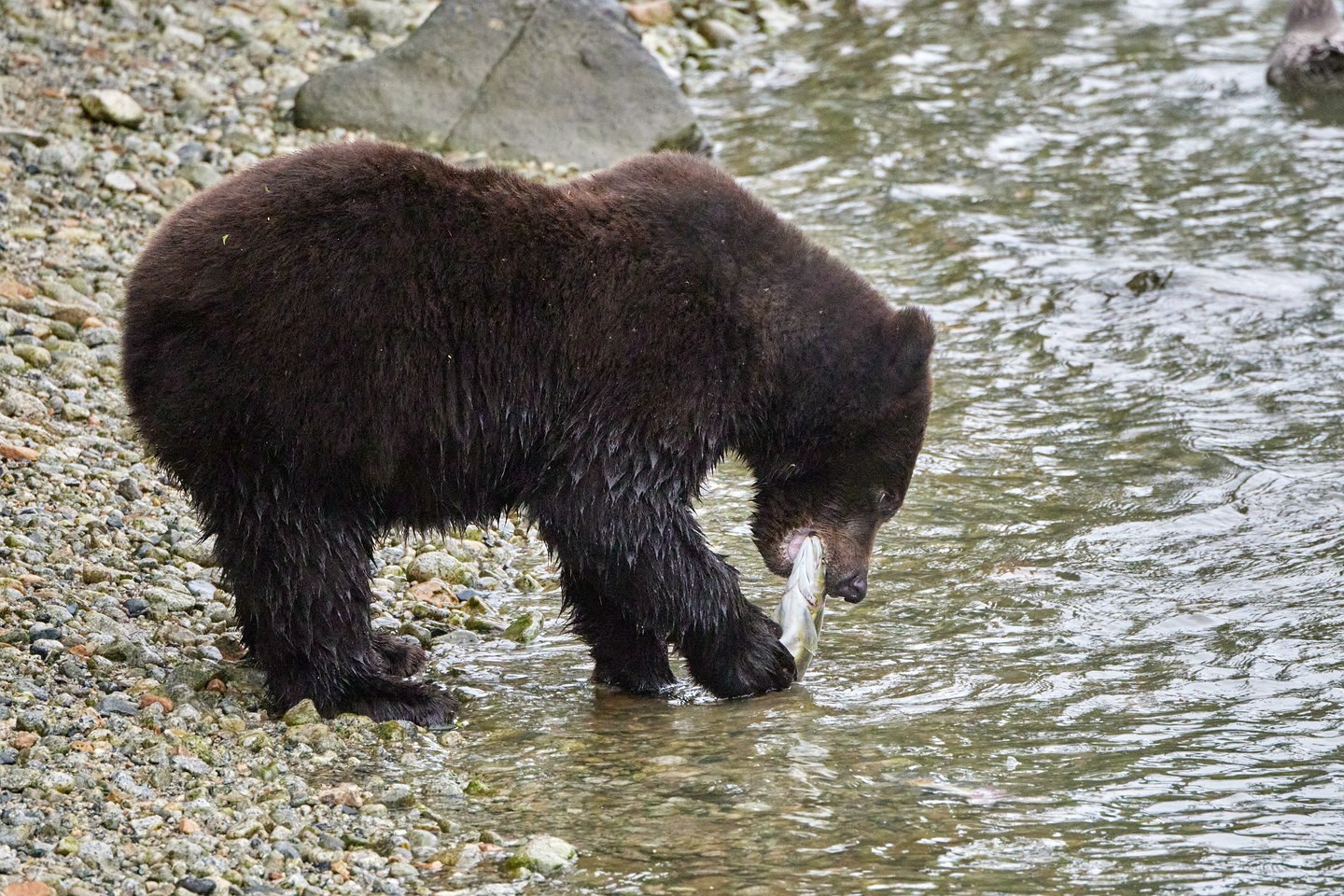 Grizzlybär
