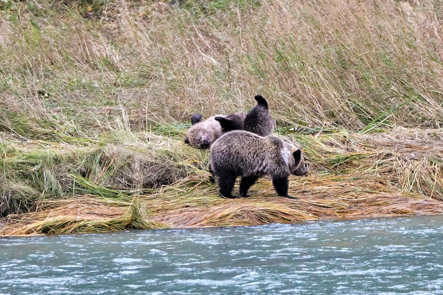 Grizzlybär