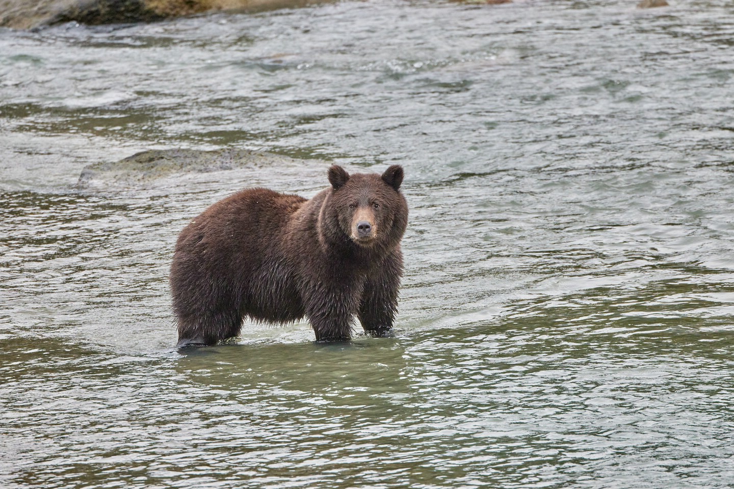 Grizzlybär