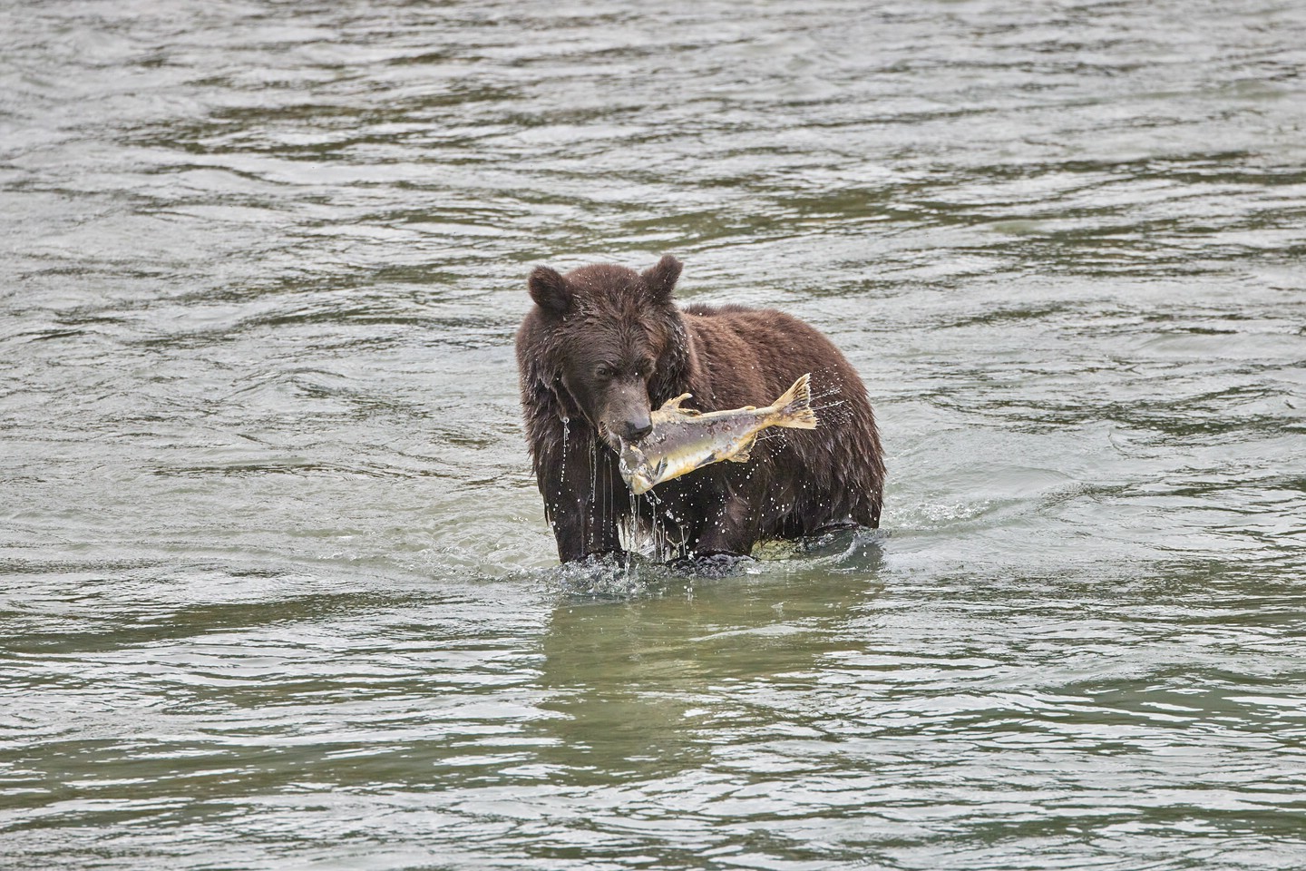 Grizzlybär