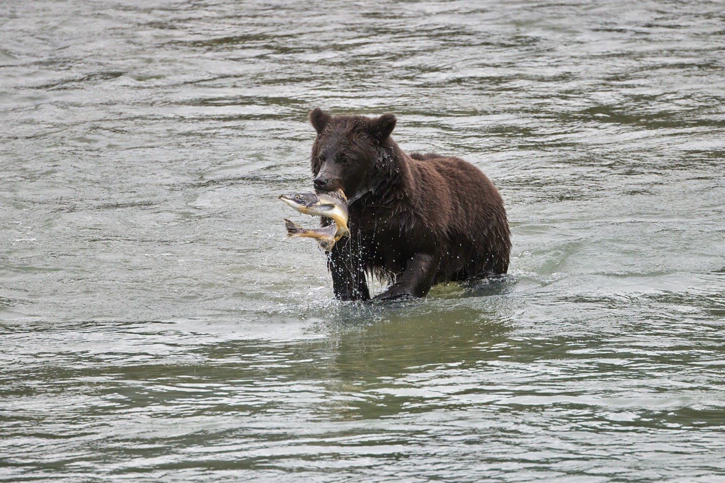 Grizzlybär