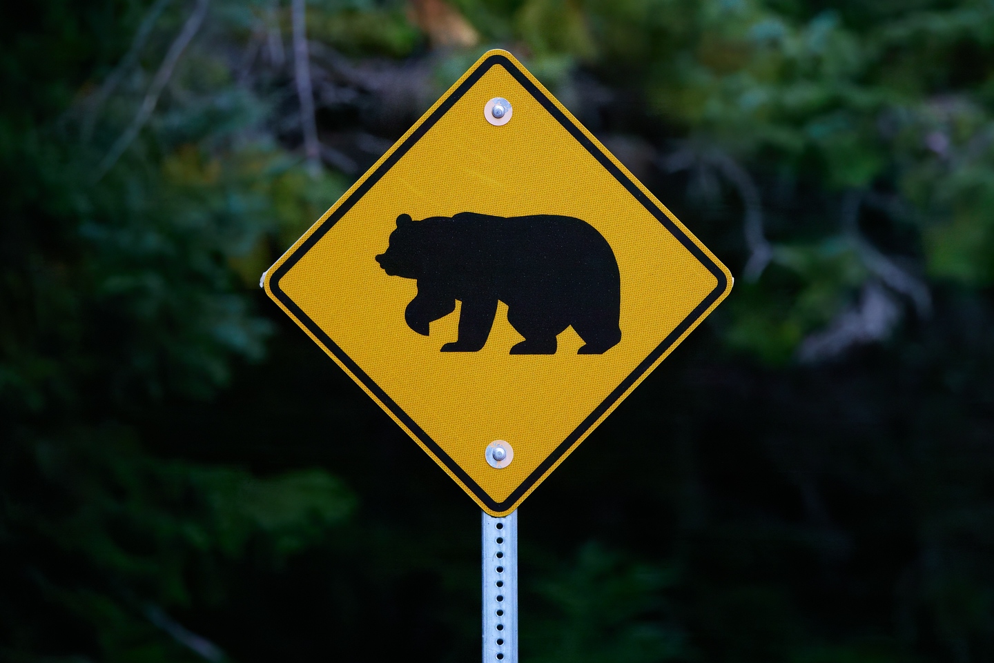 Grizzlybär