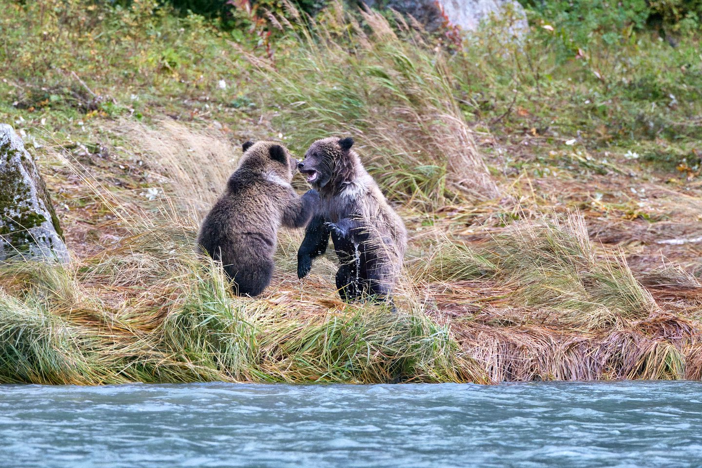 Grizzlybär