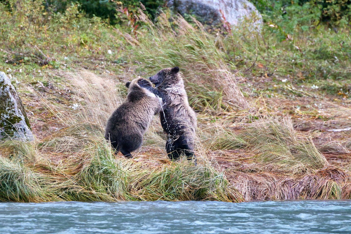 Grizzlybär