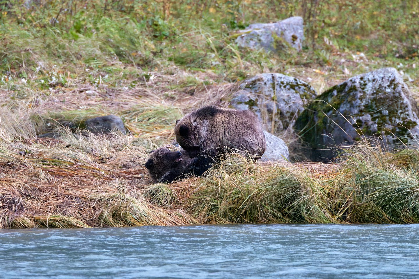 Grizzlybär