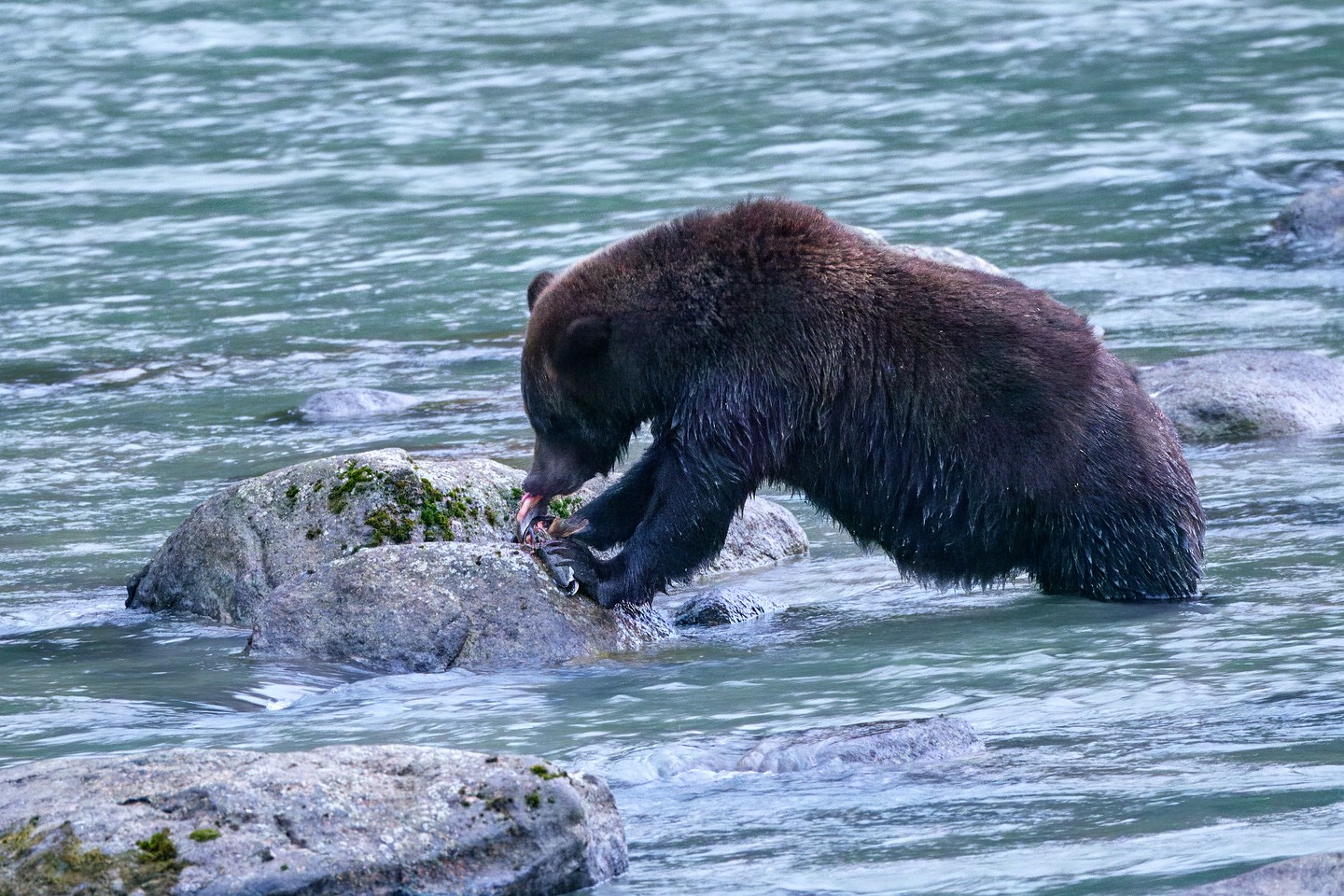 Grizzlybär