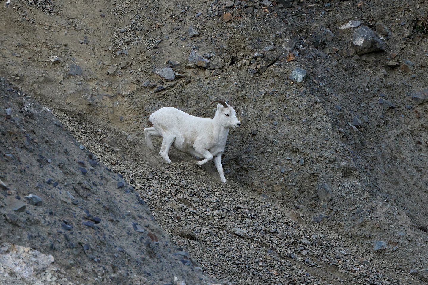 Dallschaf