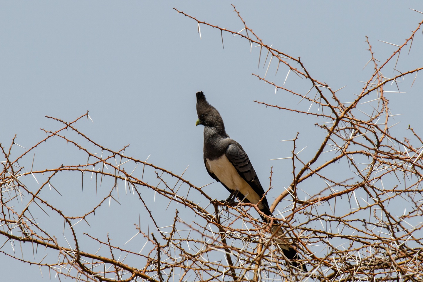 Weissbauchlärmvogel