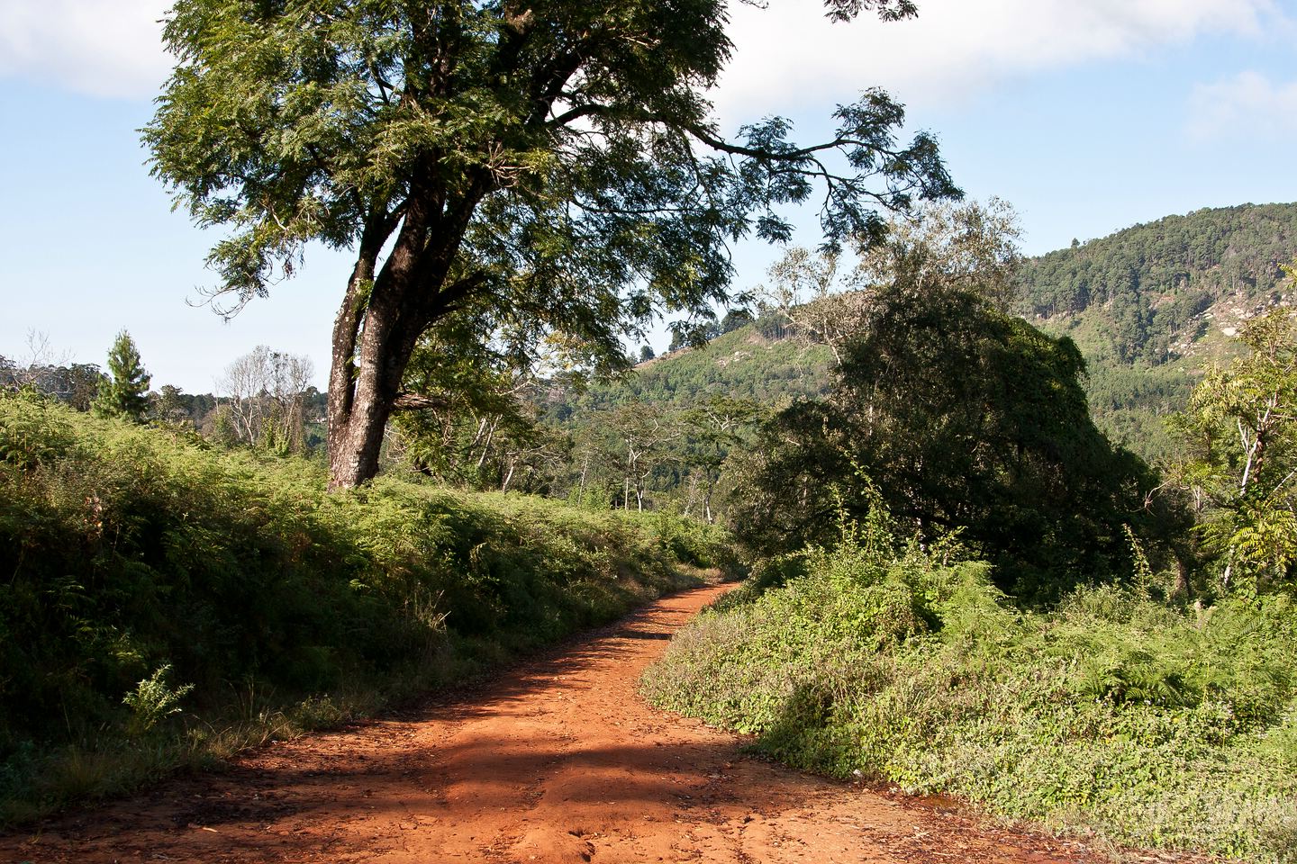 Zomba-Plateau
