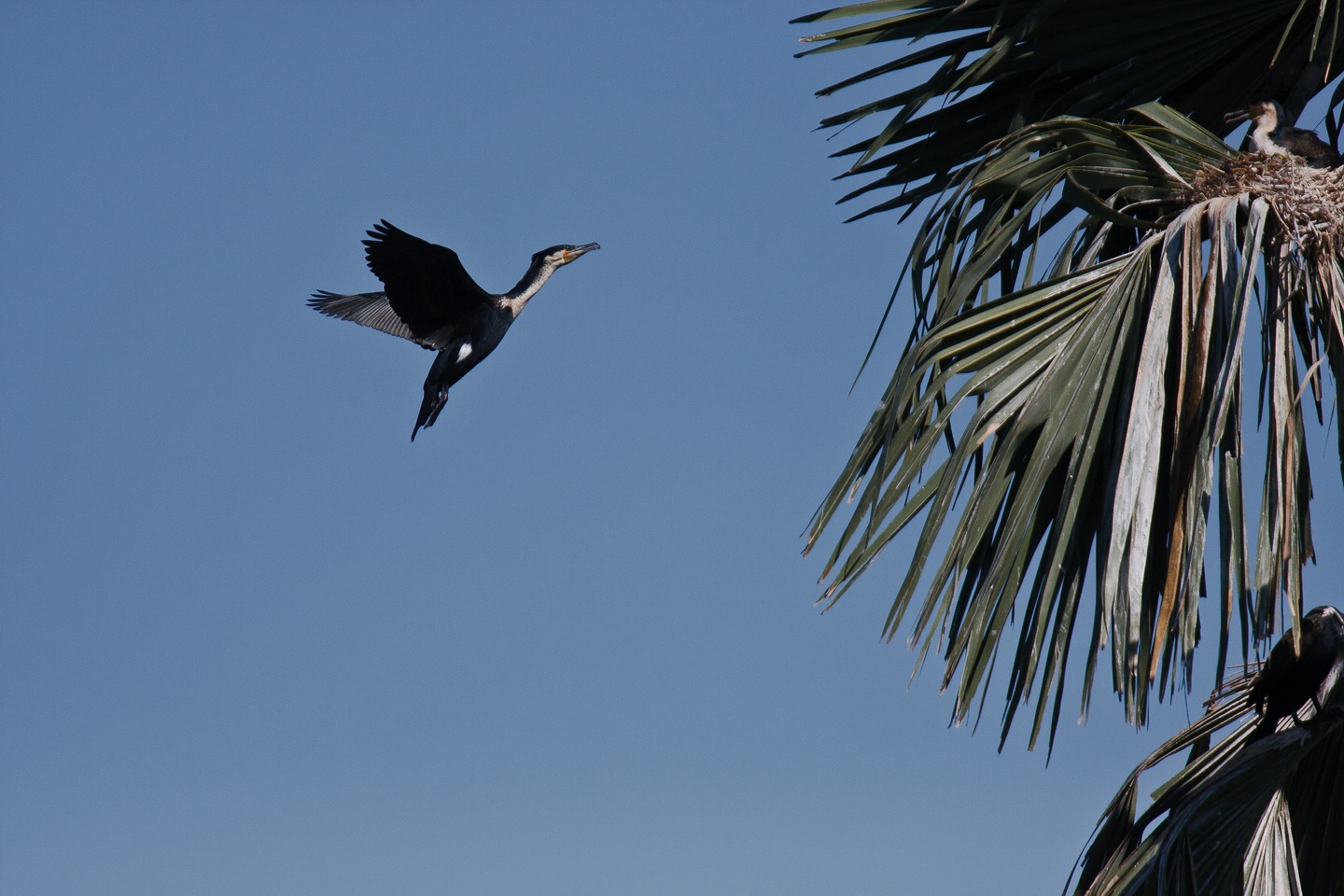 Weißbrustkormoran