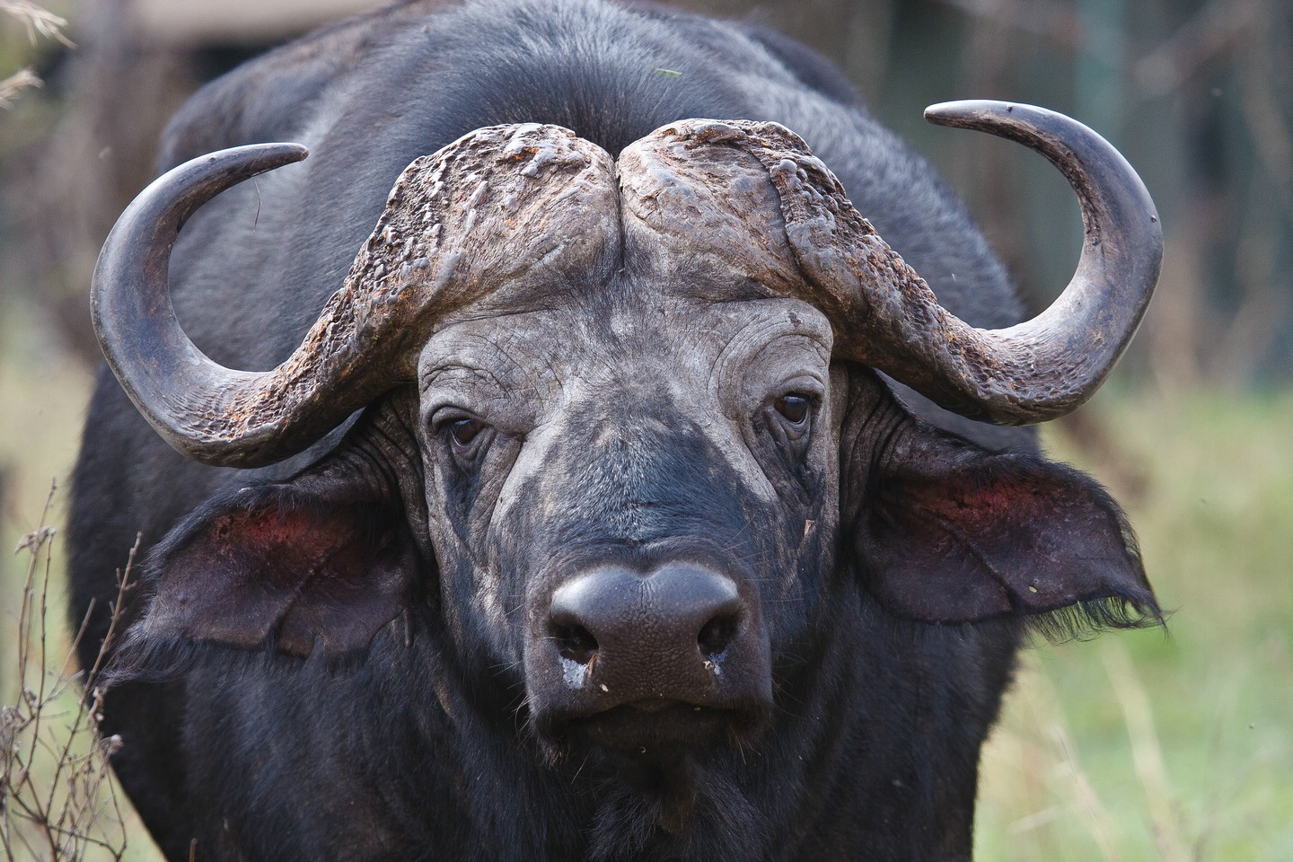 Kaffernbüffel