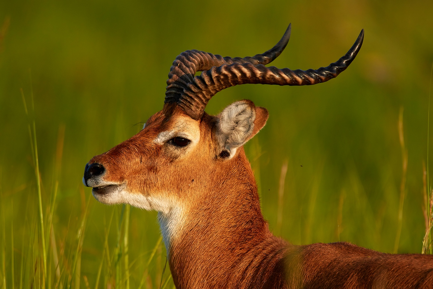 Uganda-Grasantilope